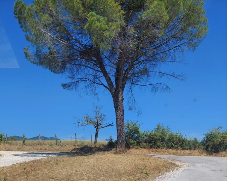Proseguono le bonifiche di rifiuti abbandonati: intervento in zona Chiesa Nuova