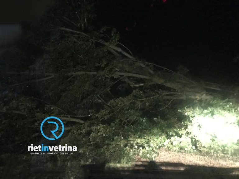 I danni dopo la tempesta: rami ed alberi caduti zona Foro Boario