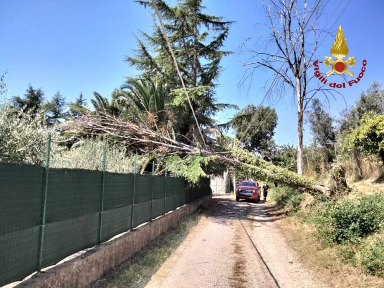 Vari interventi dei Vigili del Fuoco per pulire le strade dai rami caduti con il maltempo