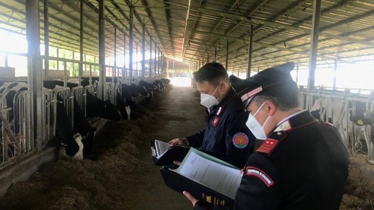 Iniziati controlli agli allevamenti bovini nel Reatino. Task force coordinata dai Carabinieri