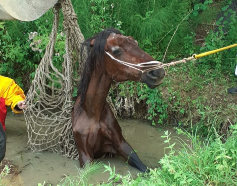 Cenciara, Vigili del Fuoco salvano cavallo a rischio annegamento