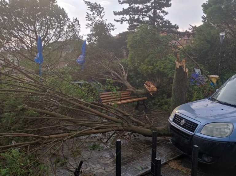 Maltempo, a Stimigliano alberi spezzati o sradicati dal vento
