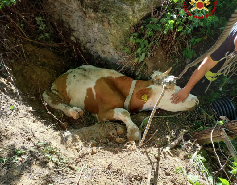 Scivola in un fossato. Mucca salvata dai Vigili del Fuoco