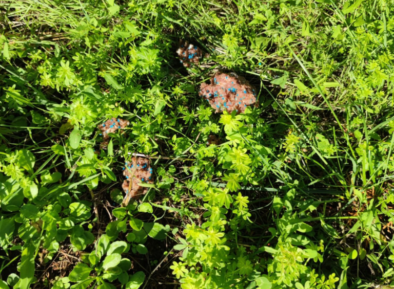 Trovate polpette avvelenate nella pista ciclabile di Rieti