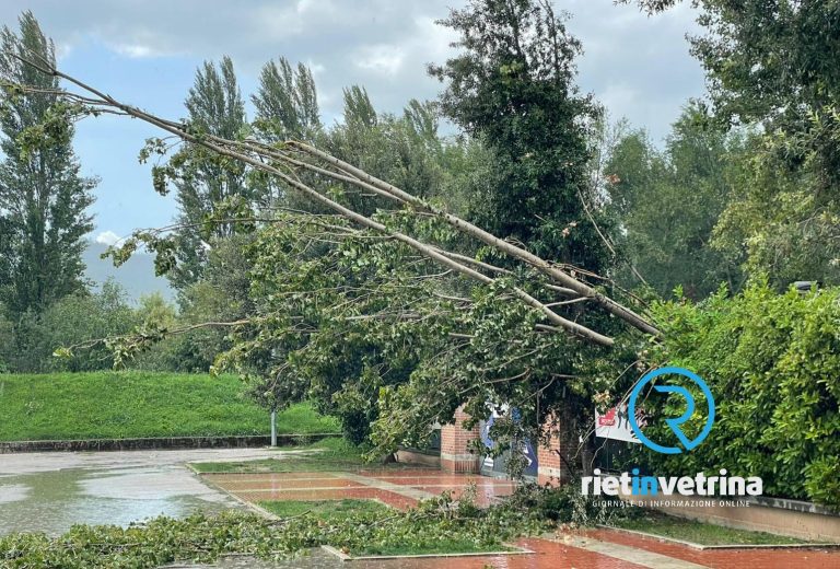 Maltempo, albero si spezza e cade al Camposcuola Guidobaldi
