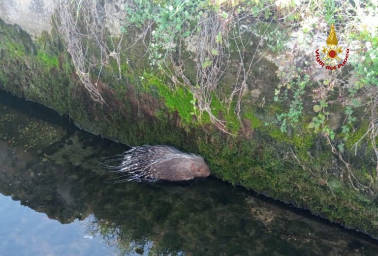 Vigili del Fuoco salvano Istrice caduto in un canalone artificiale