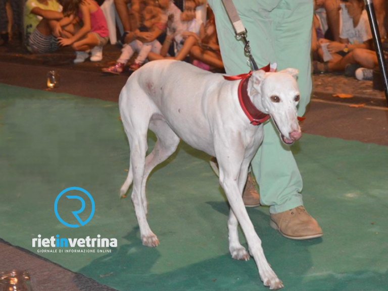 Domenica 11 settembre torna a Poggio Mirteto “Una giornata da cani”