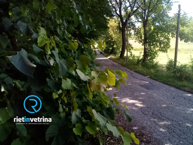 SEI TU IL REPORTER – “In via Cabrini a Quattro Strade la vegetazione sta coprendo la strada”