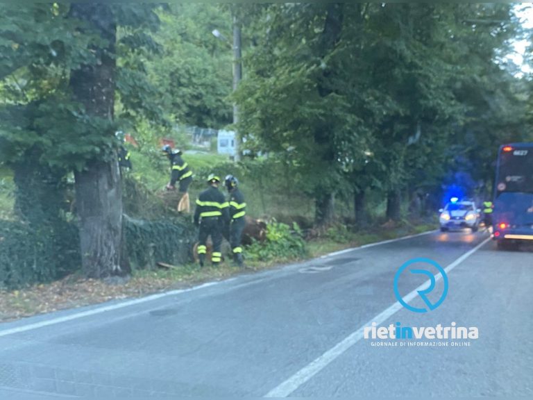 Vigili del Fuoco sulla Salaria per Roma per un albero pericolante