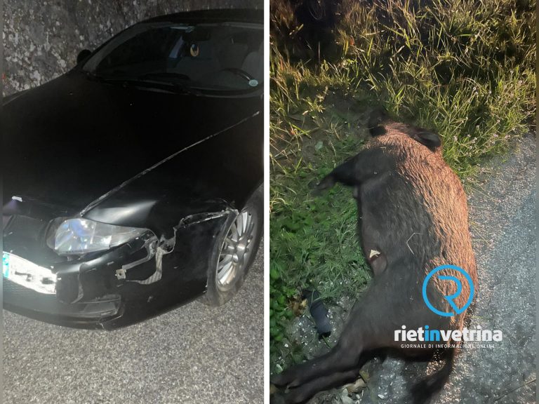 Auto contro cinghiale sulla SP46 per Monte San Giovanni. Ferito il conducente