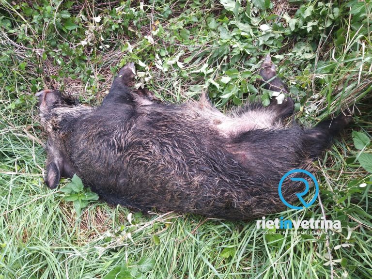 Incidente furgone – cinghiale. Morto l’ungulato