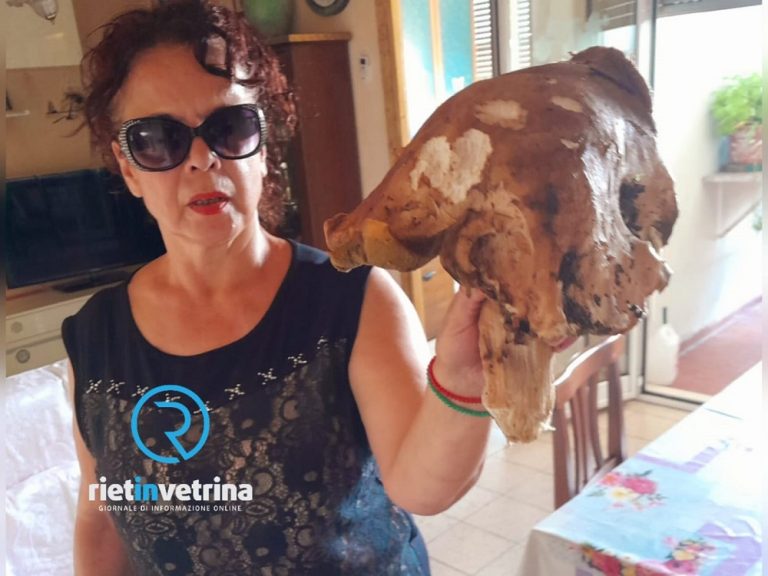 E vai! Fungo da 2 chili scovato dalla signora Antonietta