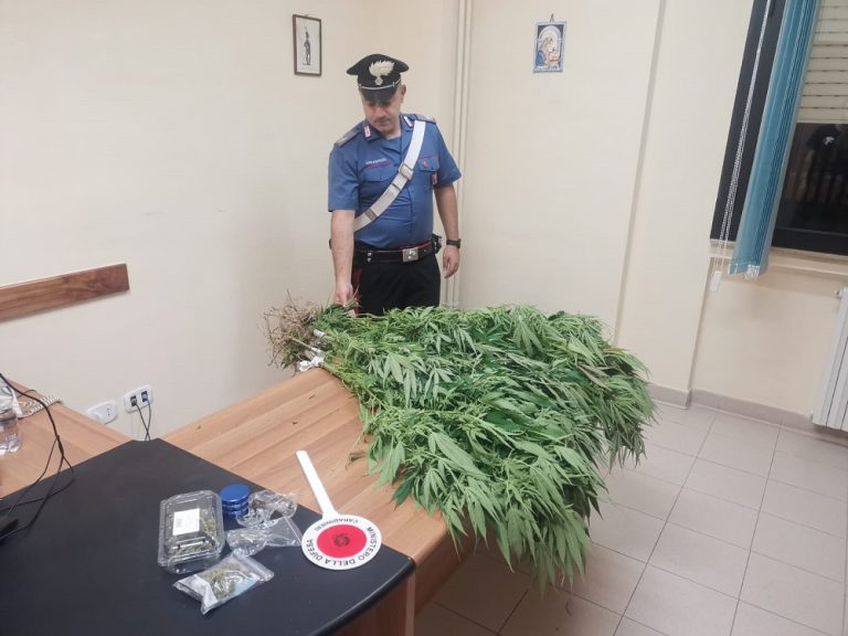 Carabinieri arrestano 50enne per coltivazione di cannabis e detenzione di hashish e marijuana