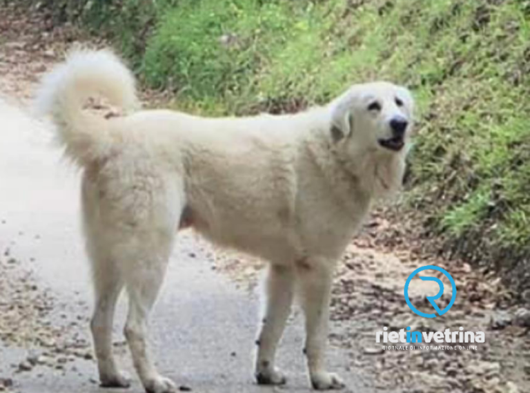 Rocca Sinibalda, morti avvelenati due cani Maremmani. Deceduti dopo atroci dolori