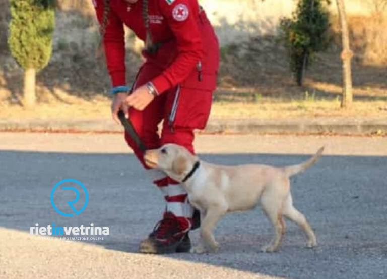 Ad Amatrice da tutto il Lazio e dalla Liguria. I cani soccorso Croce Rossa in addestramento