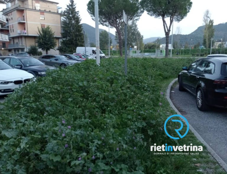 SEI TU IL REPORTER – “In via delle Magnolie si è creata una foresta di malva. È possibile intervenire?”