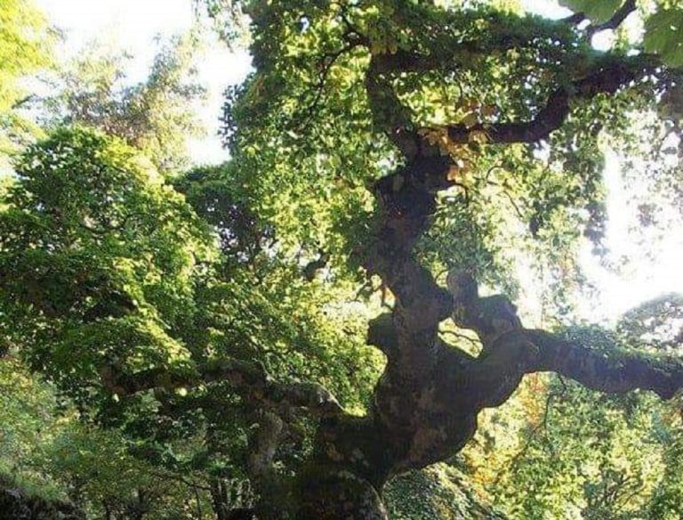 Alberi Monumentali d’Italia, avviso per il sostegno a interventi di tutela e valorizzazione nel Lazio
