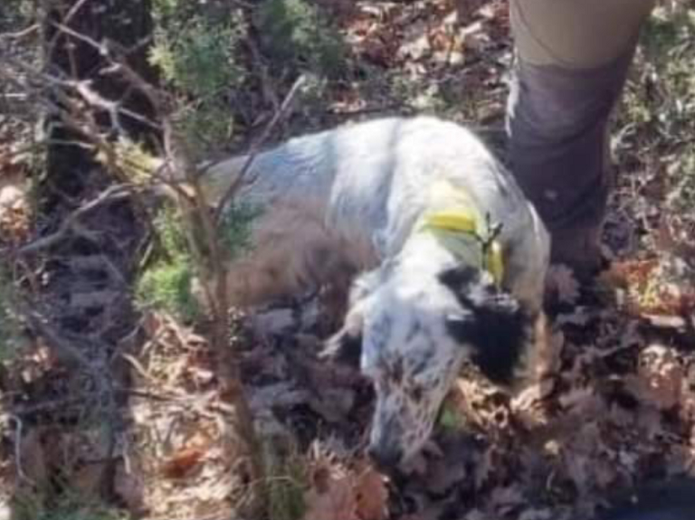 Aiutatemi, ho smarrito la mia Setter