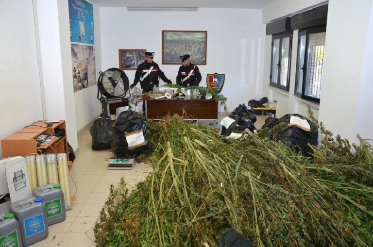 Carabinieri arrestano 70enne per coltivazione di droga. Sequestrati 50 chili di marijuana