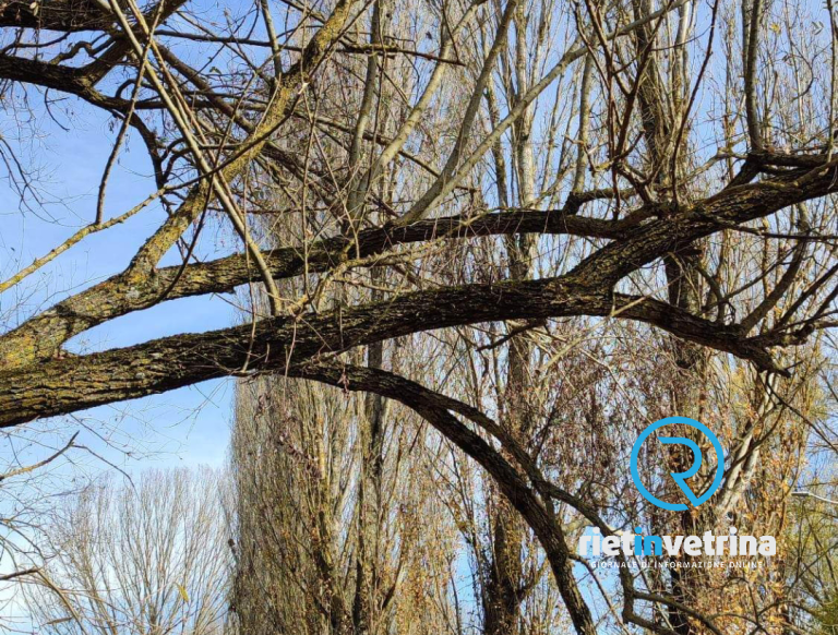SEI TU IL REPORTER – “Ennesimo albero pericolante in via Olivieri zona pedonale”