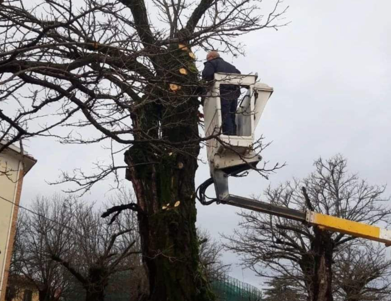 Viale Fassini, rimossi alcuni alberi pericolanti