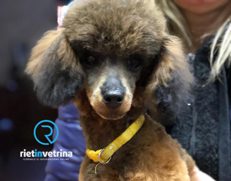 Smarrito cane barboncino in zona Chiesa Nuova. La famiglia chiede aiuto