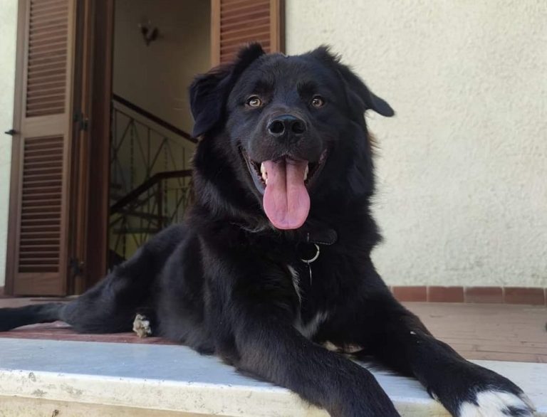 Aiutatemi, ho smarrito il mio cane Sergio
