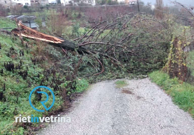 Maltempo, albero cade a Poggio Fidoni e blocca la viabilità