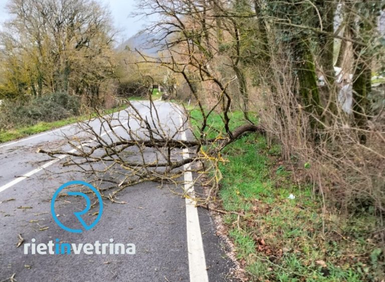 Albero sradicato dal vento sulla Tancia. Fare attenzione