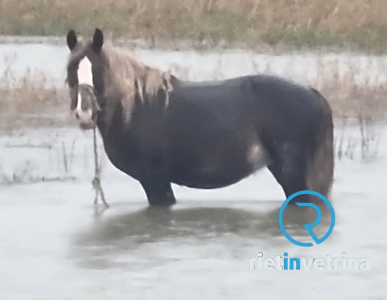 Esondazioni a Cittaducale, cavallo salvato da European Consumers e Carabinieri Forestale
