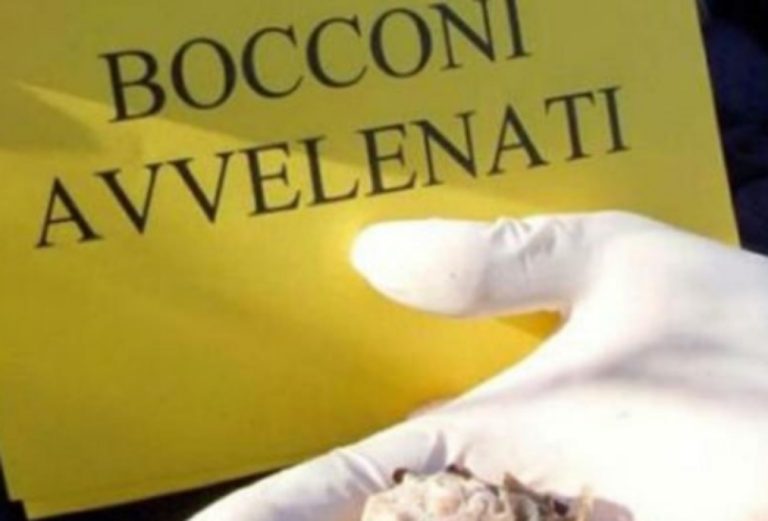 Rieti, gattina trovata morta in strada. Si ipotizza un avvelenamento