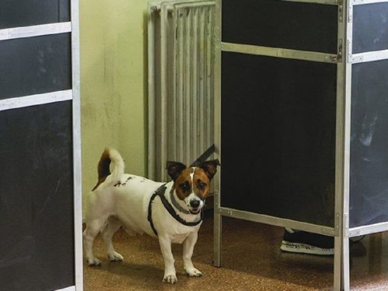 Elezioni regionali, andare a votare con il cane si può? Le risposte dell’OIPA