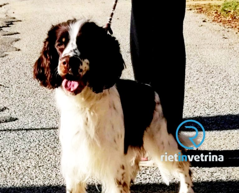 Nala è morta avvelenata a Caporio di Cittaducale
