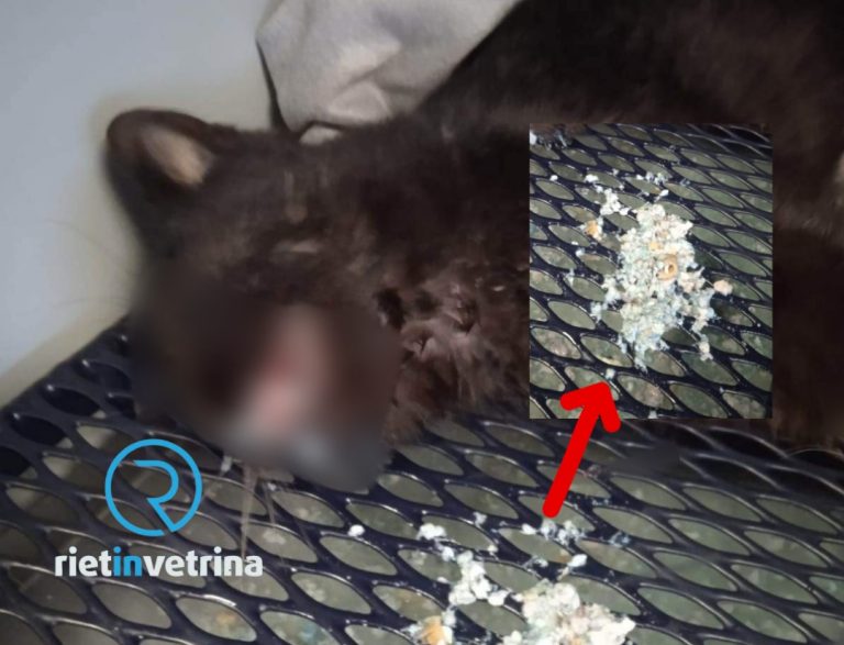 Trovate polpette avvelenate a Lisciano – Vazia. Gatta in fin di vita