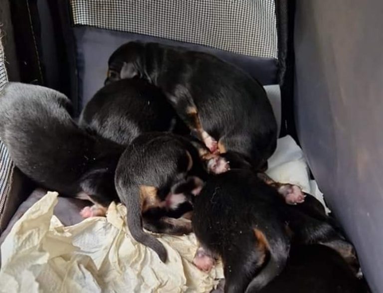 Cuccioli trovati dentro al Lago di Ripasottile, serve aiuto. PUNTI RACCOLTA latte Rietinvetrina – Radiomondo e Lavanderia Bolle di Sapone