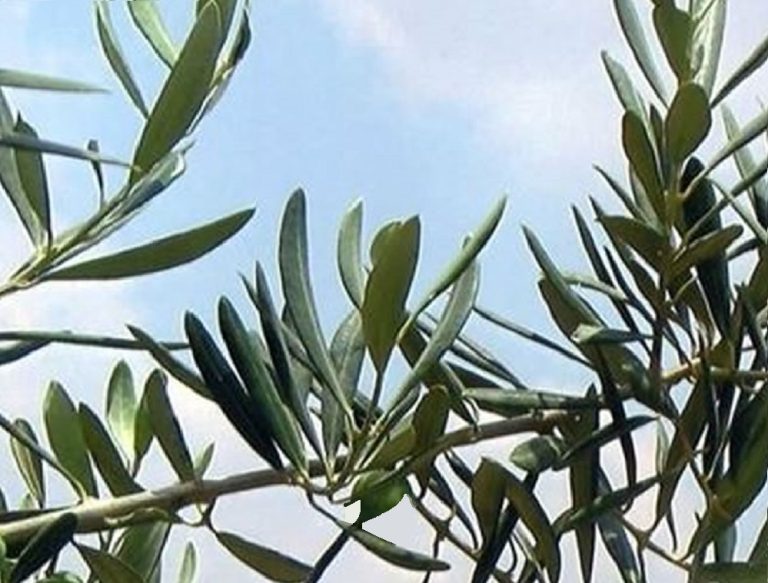 Le Citta dell’Olio la domenica delle Palme doneranno 200mila ramoscelli di ulivo
