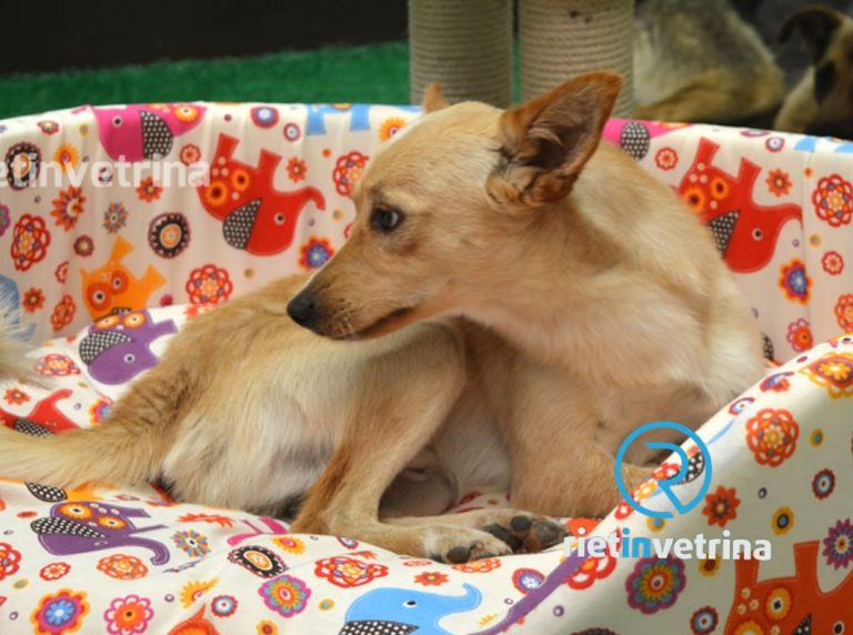 Tesori a quattro zampe il 29 aprile organizza raccolta cibo e antiparassitari per animali senza casa