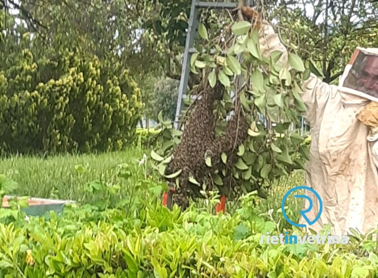 Sciame d’api al parco di via Ricci. Intervengono VVF e un apinario