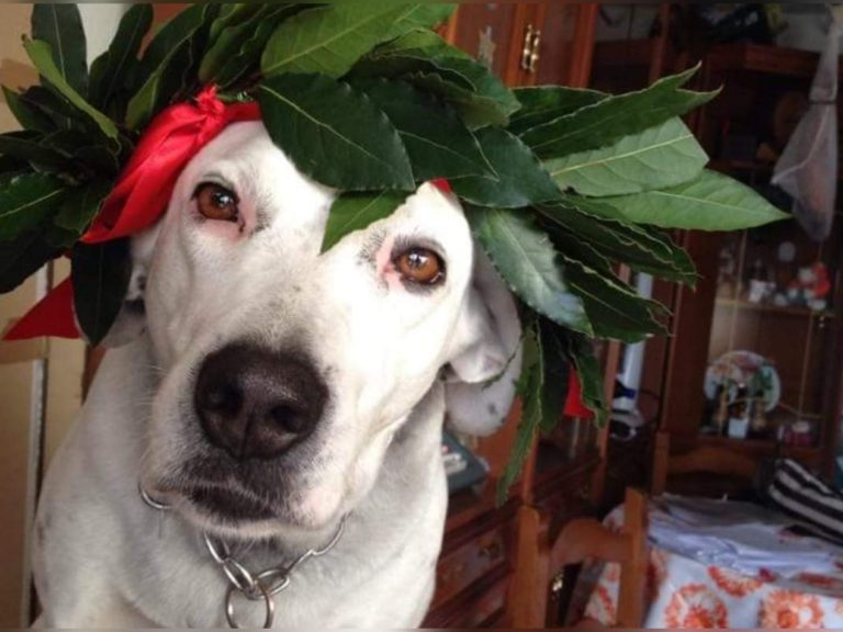 È morto Benito, cane soccorso