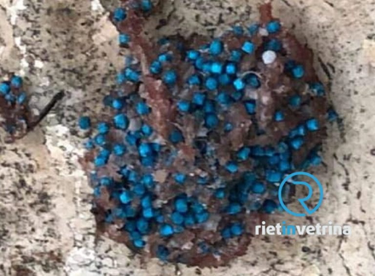 Bocconi avvelenati e polpette con puntine lungo il Velino e nel quartiere Madonna del Cuore