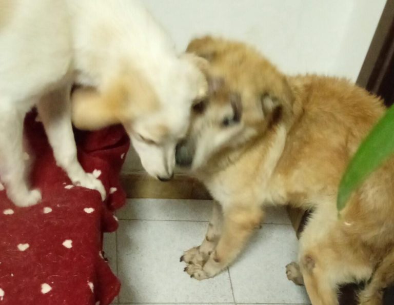 Il cane ipovedente Ciccio è tornato a casa