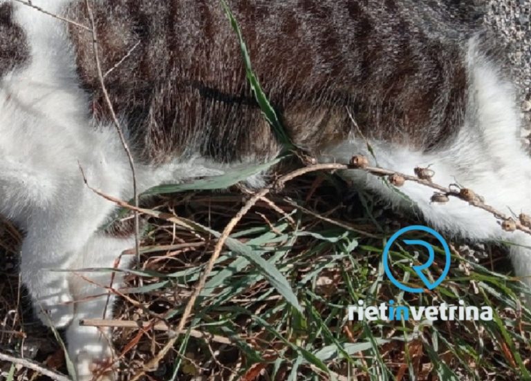 Trovato gatto morto avvelenato a Quattro Strade