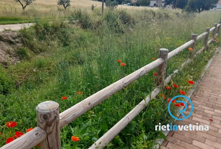 SEI TU IL REPORTER – “A Santa Rufina cimitero e via dell’Industria pieni di erbacce”