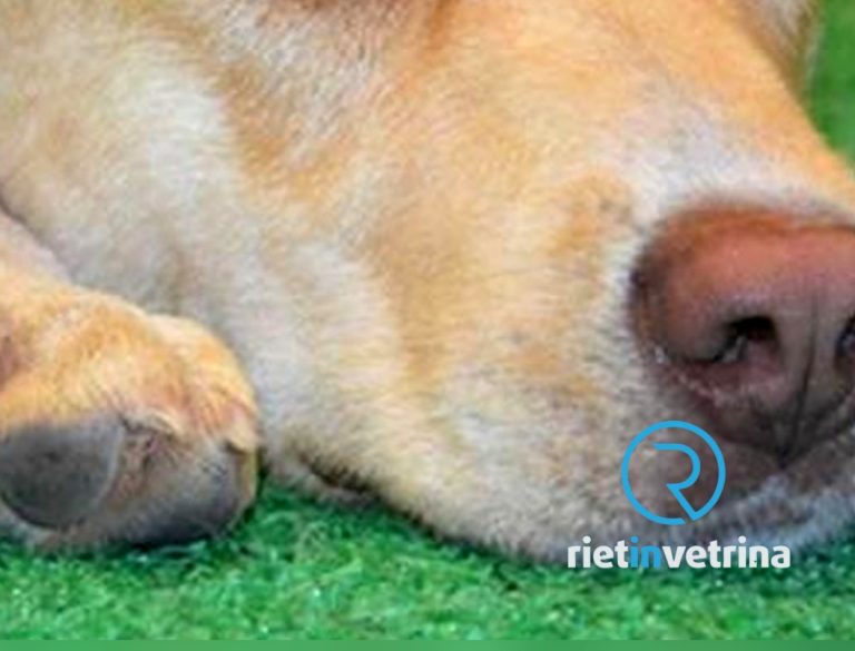 Trovati quattro cani morti avvelenati a Villa Reatina