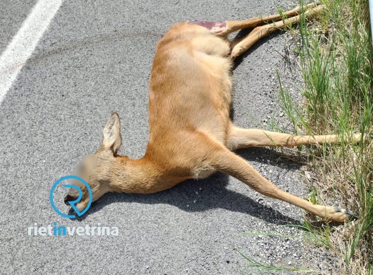 Capriolo trovato morto investito sulla Salto Cicolana