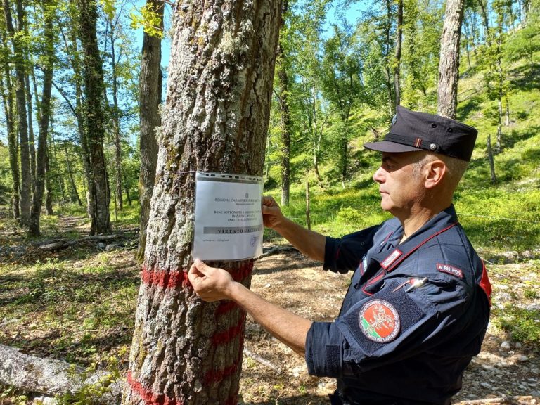 Tutela del bosco, l’importante attività dei Carabinieri Forestale