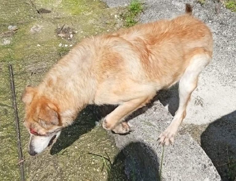 Smarrito Ciccio, cane ipovedente. La famiglia ha bisogno del nostro aiuto