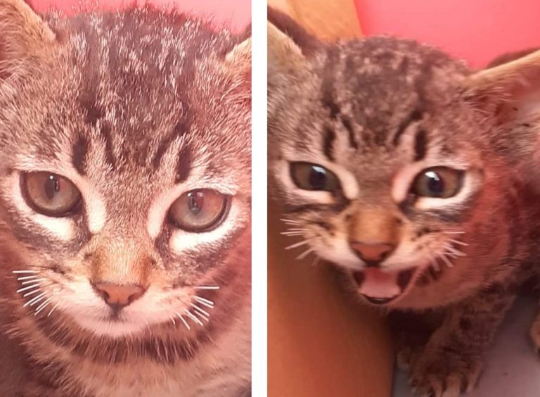 Trovato gatto con baffi e sopracciglia tagliati. La rabbia degli animalisti