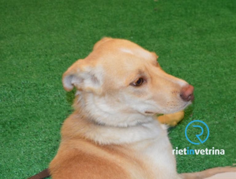 SEI TU IL REPORTER – “A Rieti ci sono ristoranti che ancora non accolgono persone con il proprio cane”