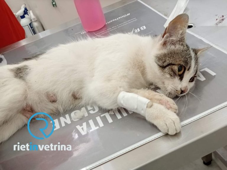 Sterminata la colonia felina di Grotti. Gatti morti avvelenati. Due in fin di vita